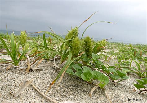 陽性植物|生育環境